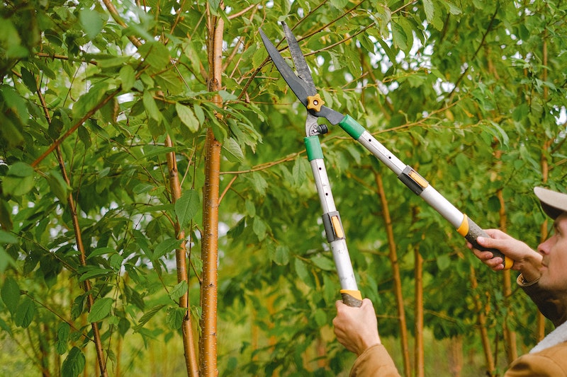 person trimming tree